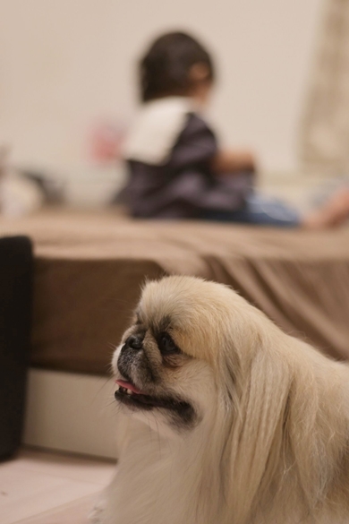 子どもを撮っているとフレームインしてくる愛犬がかわいい
