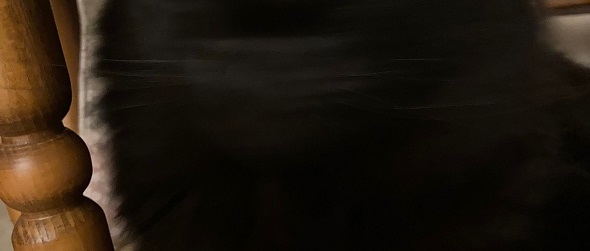 飼い主が撮りたかったのはニャンコのかわいいアップ写真