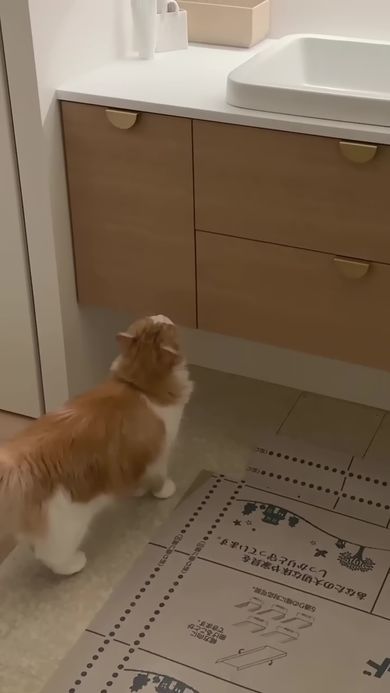 新しい洗面台に興味津々な猫