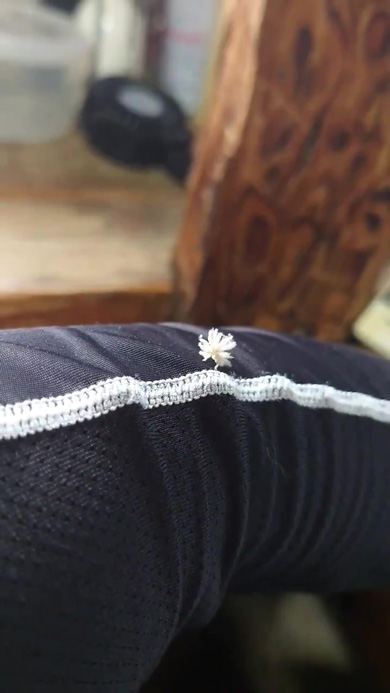 歩き始めたアオバハゴロモ幼虫