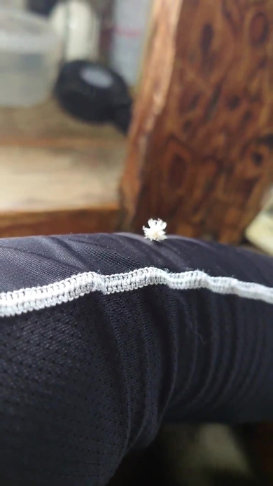 だいぶ上に上ったアオバハゴロモ幼虫