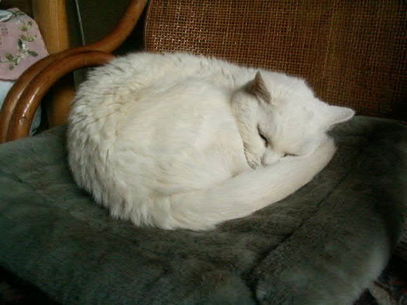 白い猫ちゃん