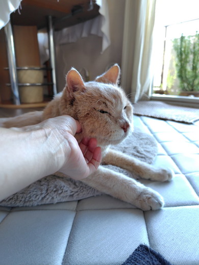 老齢の猫ちゃん