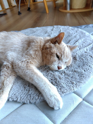 ひとやすみ中の猫ちゃん