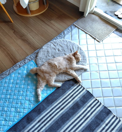 寝ている猫ちゃん