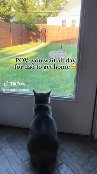 窓の外を見つめる猫