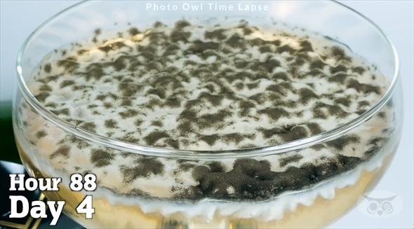 シャンパン　タイムラプス　腐敗