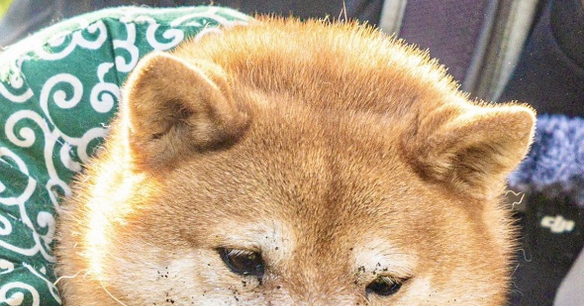 穴に頭を突っ込んだ柴犬　引っ張り出された瞬間の表情が「派手にやったねぇww」「吹いた」とSNSで話題（1/3） | ねとらぼ