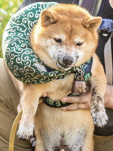 口の周りに土が付いて泥棒ひげとなったワンコ