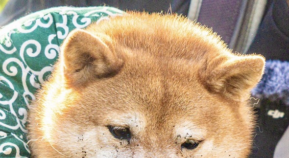 口の周りに土が付いて泥棒ひげとなったワンコ