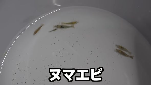 雨どい川の掃除要員として導入するヌマエビ