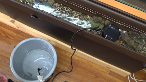 ヌマエビを導入する前に雨どい川の水と合わせる