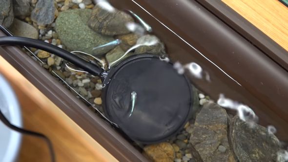 エアーストーンが気になる様子の雨どい川のメダカ