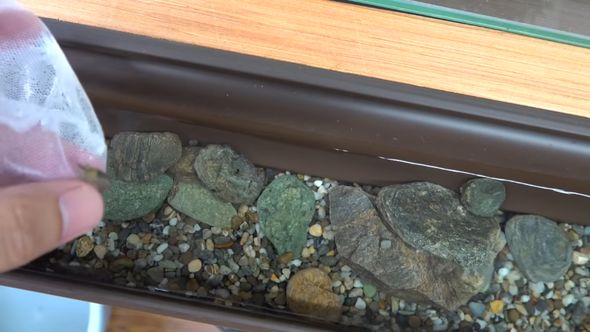 雨どい川の掃除要員としてヌマエビを導入する