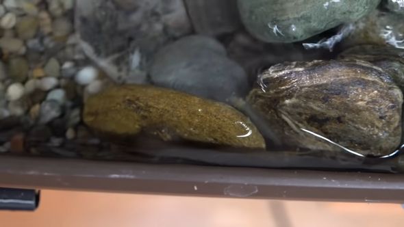 雨どい川の石の陰や隙間に入り込んでいるヌマエビ