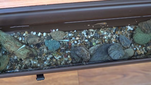 餌やりをすると普段より川の流れが速いと分かる