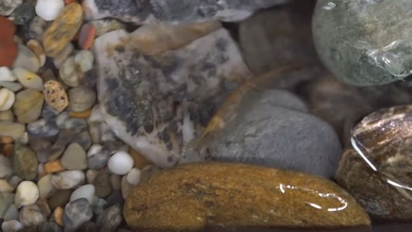 雨どい川の石の上に姿を現したヌマエビ