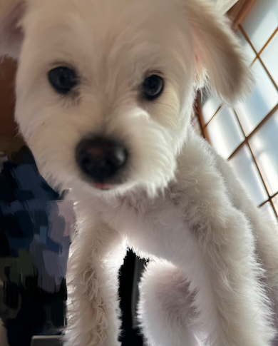 起こしにきたおこめくん