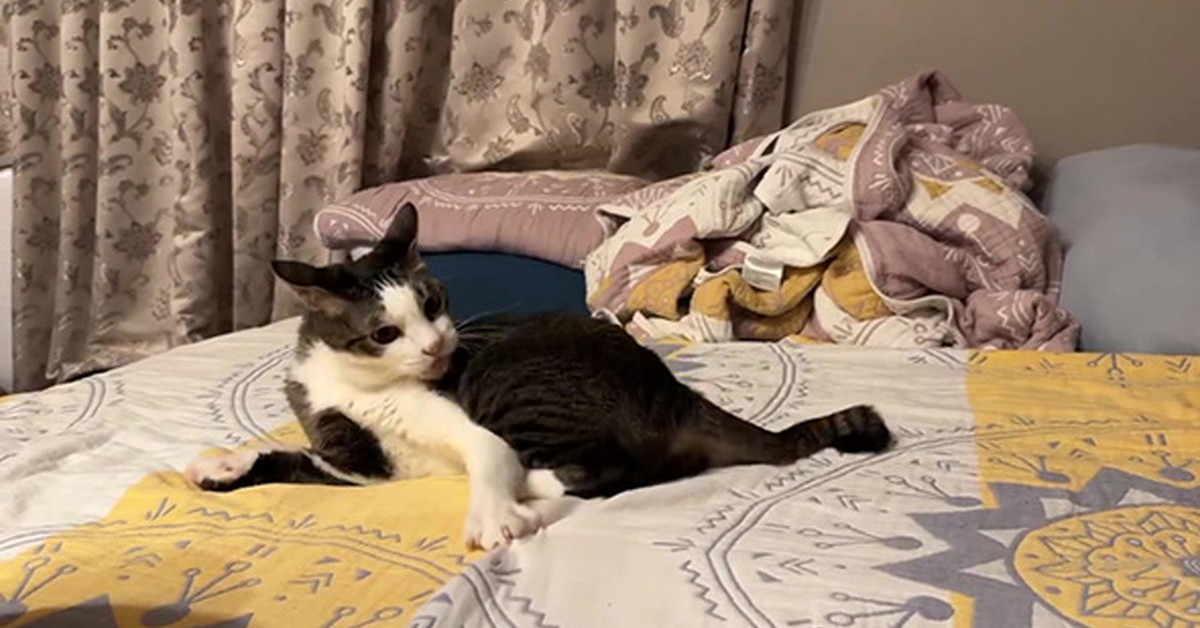 猫コンテンポラリーダンス「トイレハイ部門」　思わず吹き出す約20秒間の“演技”に「理解が追い付かない」「天才だwww」（1/2） | 猫 ねとらぼ