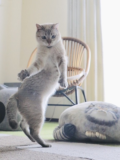 漫画『ホワッツマイケル』の主人公を思わせる動きのニャンコ