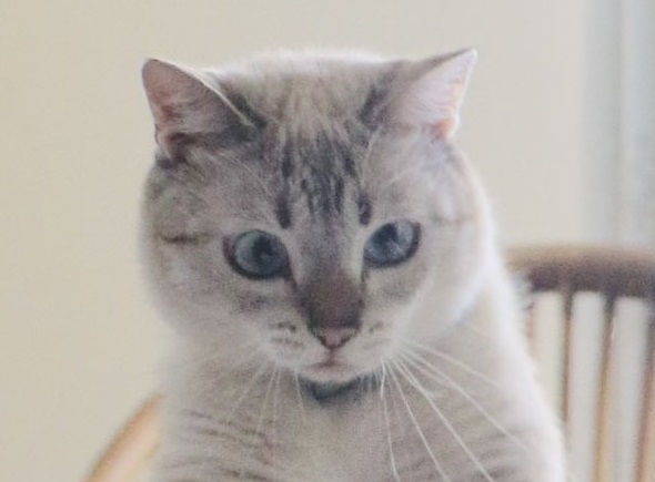 驚いたような表情のニャンコ