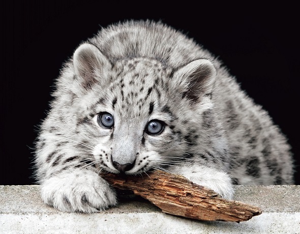 「ほぼねこカレンダー2025」に掲載されているユキヒョウの写真