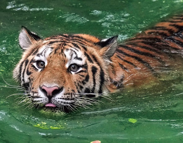 「ほぼねこカレンダー2025」に掲載されているトラの写真