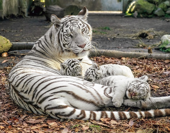 「ほぼねこカレンダー2025」に掲載されているホワイトタイガーの写真