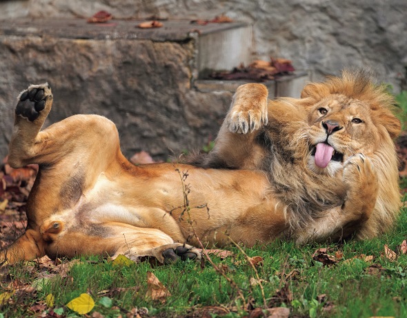 「ほぼねこカレンダー2025」に掲載されているライオンの写真