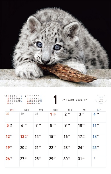ユキヒョウの写真を使った「ほぼねこカレンダー2025」の1月ページ