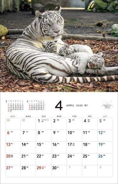 ホワイトタイガーの写真を使った「ほぼねこカレンダー2025」の4月ページ