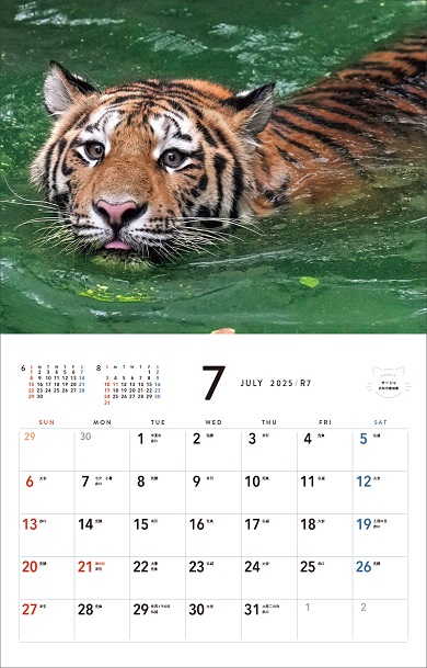 トラの写真を使った「ほぼねこカレンダー2025」の7月ページ