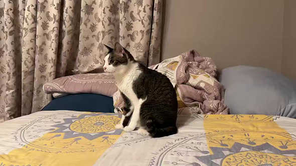 座っている猫ちゃん