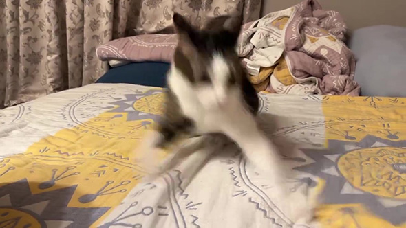 ぶれる猫ちゃん