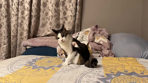 足をあげる猫ちゃん