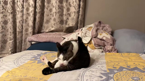 しっぽのつけねあたりをなめる猫ちゃん