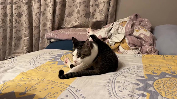 しっぽを見つめる猫ちゃん