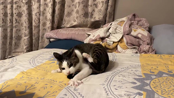 しっぽの先にかみつく猫ちゃん