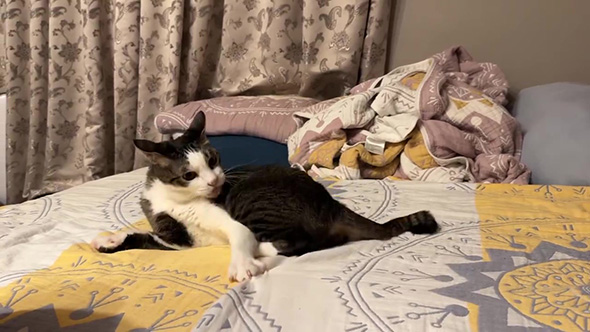 ふりかえって伸ばしたしっぽを見つめる猫ちゃん