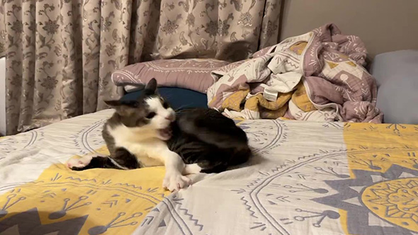 しっぽをかもうとする猫ちゃん