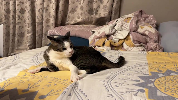 ふりかえって曲げたしっぽを見つめる猫ちゃん