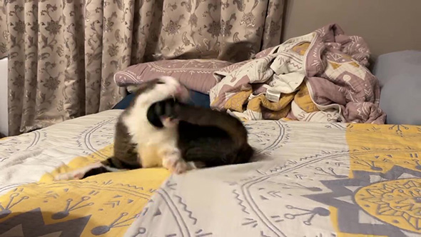 勢いよくしっぽにかみつく猫ちゃん