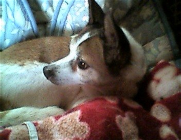 わんだふるぷりきゅあ!ざ・むーびー！ ドキドキ・ゲームの世界で大冒険！