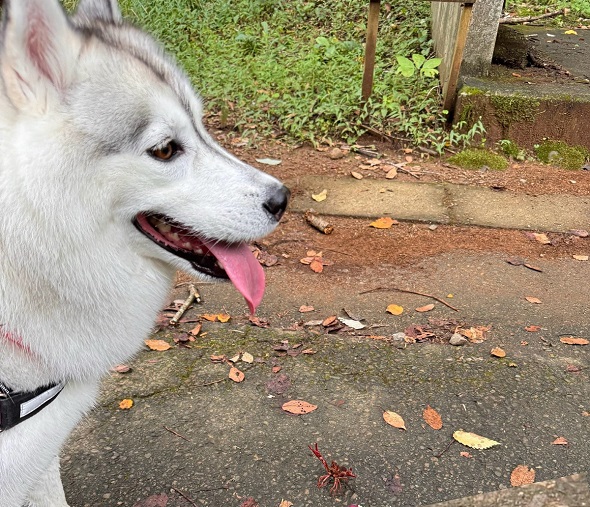 散歩中のシベリアンハスキー