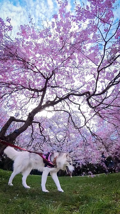 飼い主と一緒に満開の桜の下を散歩するシベリアンハスキー