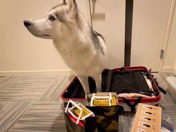 飼い主と一緒に旅行へ行きたいのでスーツケースに入り込んでしまったシベリアンハスキー