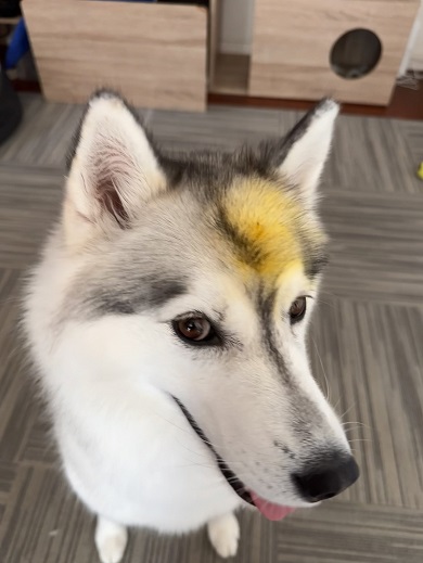 ユリの花に頭を突っ込んで花粉が頭部に付いてしまったシベリアンハスキー