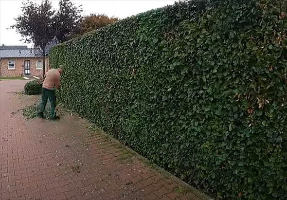 庭手入れアフター1