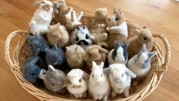 カゴにたくさんのウサギたちと思いきや実は