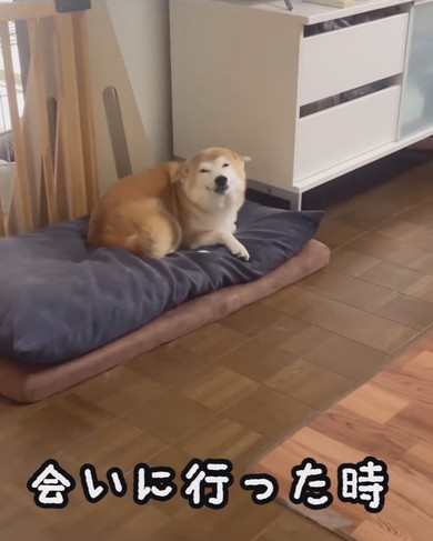 ヒコーキ耳でうれしそうなワンコ